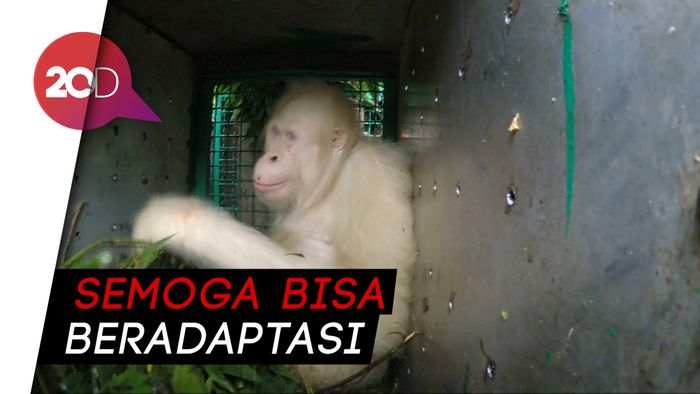 Satu-satunya Orangutan Albino Dilepasliarkan ke Hutan