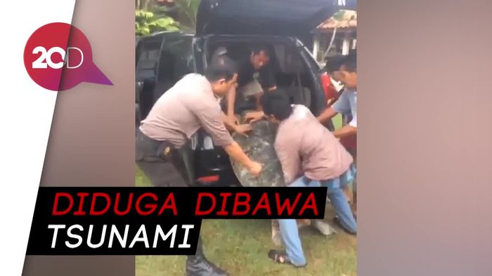 Puluhan Penyu Raksasa Terdampar di Banten