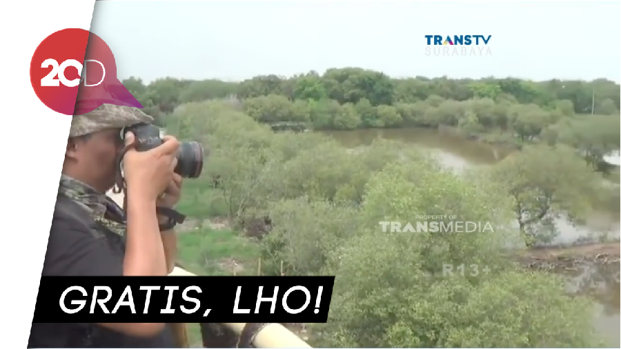 Alternatif Wisata Tahun Baru: Hutan Mangrove Surabaya