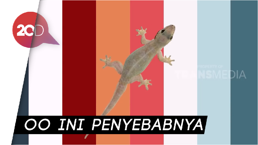 Lagu Cicak Diciptakan Siapa Sih?