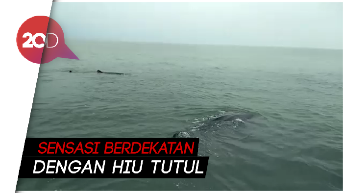 Libur Tahun Baru, Yuk Berenang Bareng Hiu Tutul di Pasuruan!