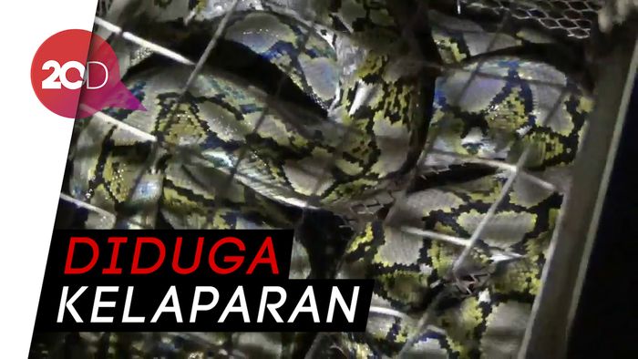 Lemas, Ular Piton Pasrah Ditangkap Warga Probolinggo