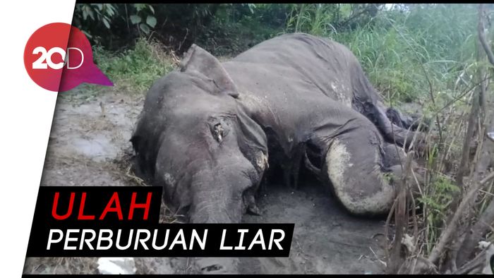 Ditemukan Gajah Mati Membusuk Tanpa Gading di Aceh 