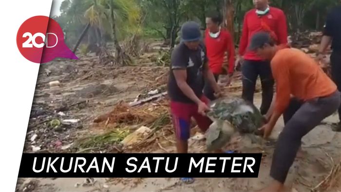 Puluhan Penyu Terdampar di Tanjung Lesung Dikembalikan ke Laut