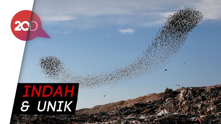 Formasi Ribuan Burung Jalak di Langit Israel