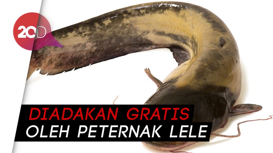 Wow! 1 Ton Lele di Jombang Diserbu Mancing Mania