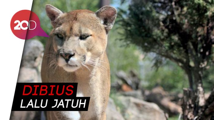 Penyelamatan Dramatis Puma dari Atas Pohon
