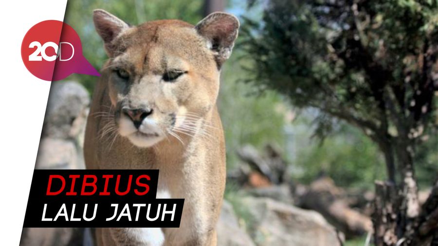 Penyelamatan Dramatis Puma dari Atas Pohon