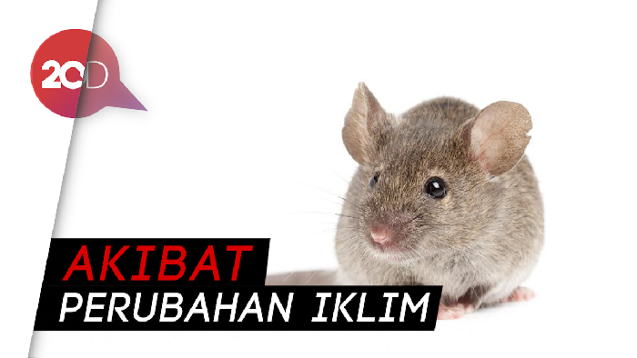Iuh! Warga New York Keluhkan Peningkatan Populasi Tikus