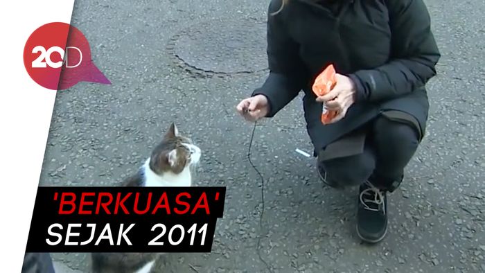 Larry, Si Kucing Pengguncang Kantor PM Inggris