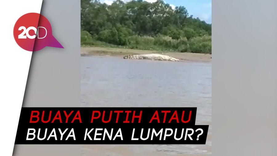 Buaya Putih Berjemur Hebohkan Aceh Singkil