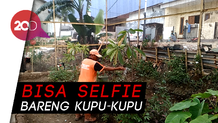 Asyik! Bermain Kupu-kupu di Bekas Lahan Pembuangan Sampah