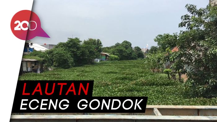 Belum Selesai Kali Sampah, Kini Ada Kali Eceng Gondok di Bekasi