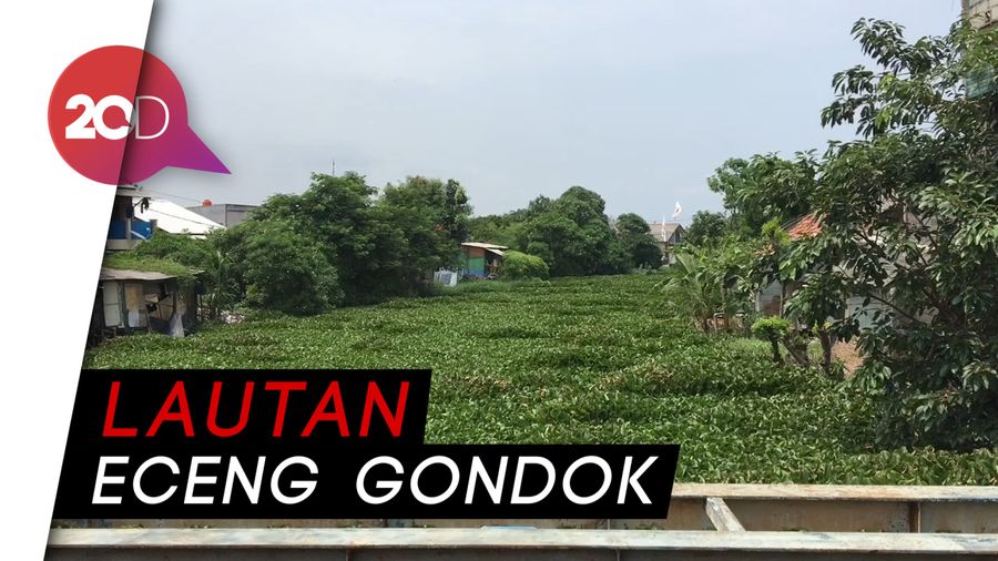Belum Selesai Kali Sampah, Kini Ada Kali Eceng Gondok di Bekasi