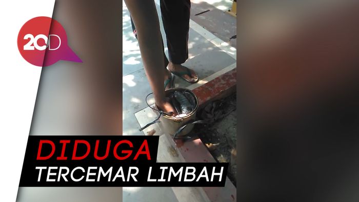 Waduh! Ikan-ikan Mendadak Mabuk di Kali Bekasi