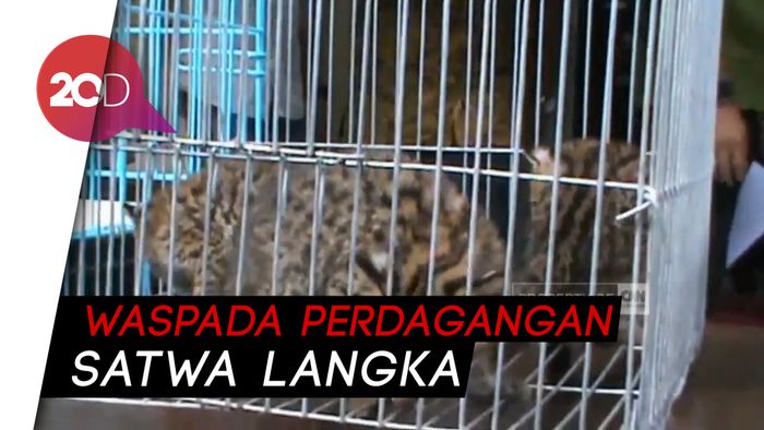 Berani Jual Satwa Langka di Medsos, Pria Ini Diringkus Polisi