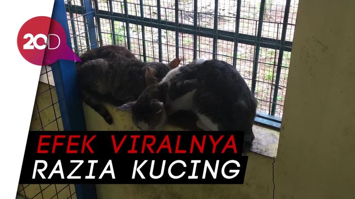 Masyarakat Ramai Adopsi Kucing Puskeswan Ragunan