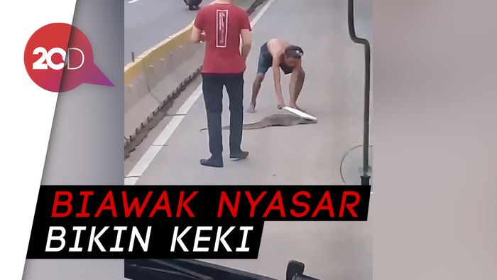Bikin Keki! Biawak Nyasar Masuk Jalur Transjakarta