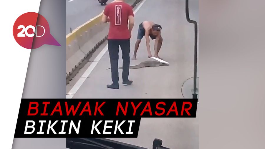 Bikin Keki! Biawak Nyasar Masuk Jalur Transjakarta