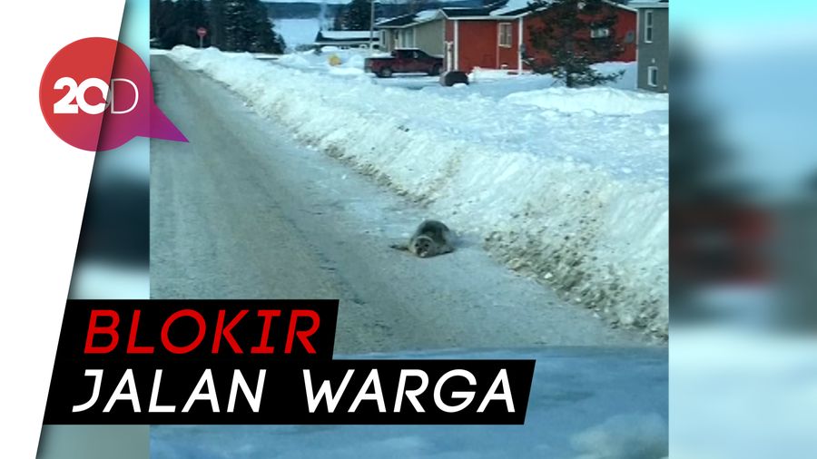 Serbuan Anjing Laut Buat Kacau Kota di Kanada