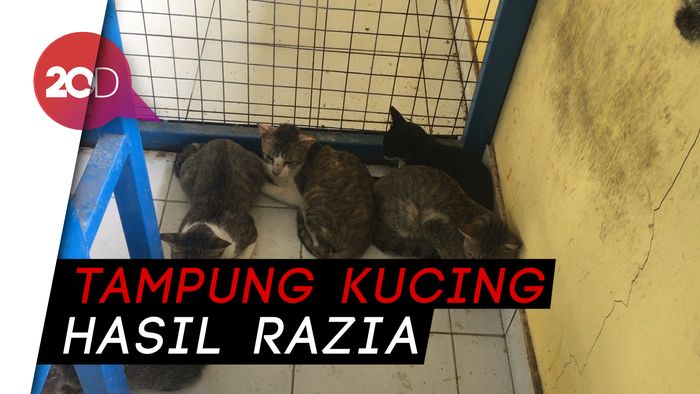 Puskeswan Ragunan, Oase Kucing Liar di Jakarta