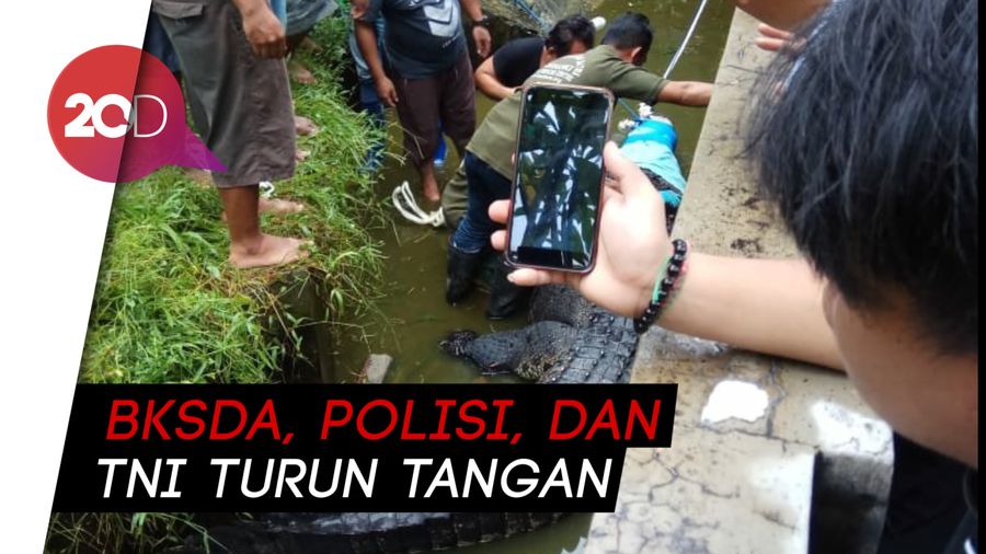 Menegangkan! Evakuasi Buaya 600 Kg yang Memangsa Orang di Sulut