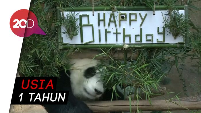 Lucunya Panda  di Malaysia Rayakan Ulang Tahun