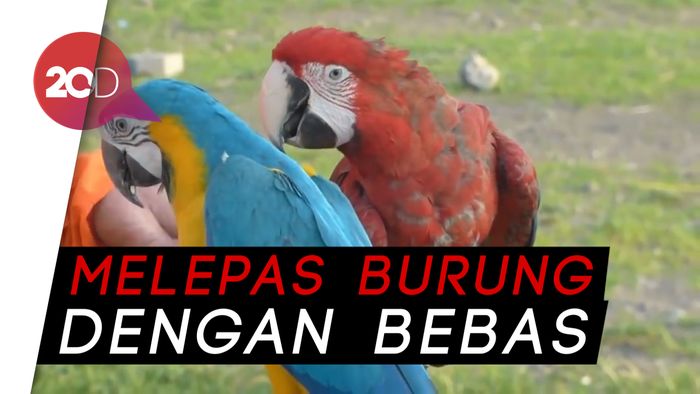 Serunya Bermain Burung di Yogyakarta
