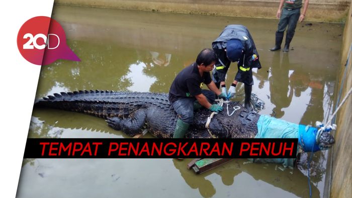 Tak Mudah Cari Penampungan untuk Buaya Raksasa Pemangsa Manusia
