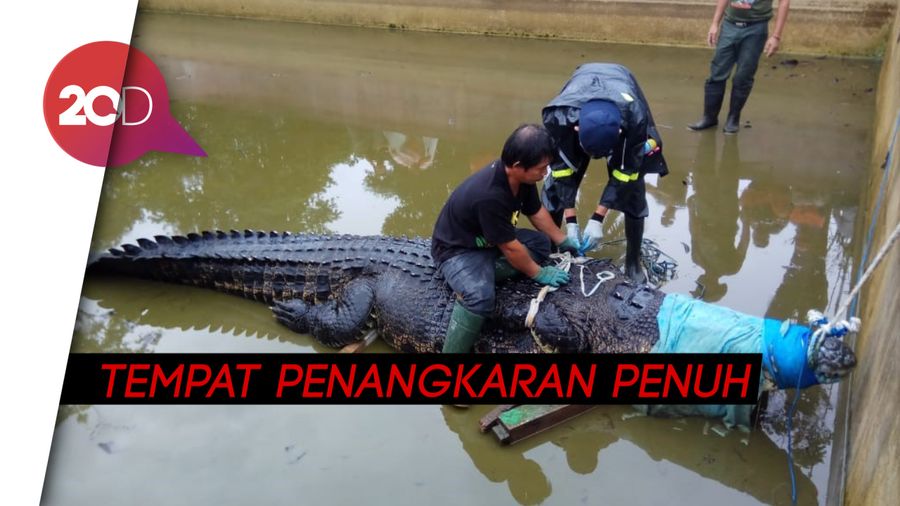 Tak Mudah Cari Penampungan untuk Buaya Raksasa Pemangsa Manusia