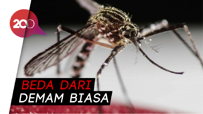 Demam Berdarah Mulai Mengintai, Begini Ciri-cirinya
