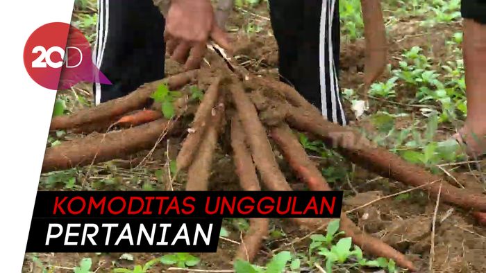Keunggulan Singkong Kristal di Tanah Bumbu