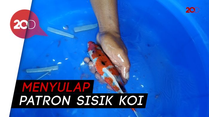 Salon Koi, Jalan Pintas Menangi Kontes Ikan