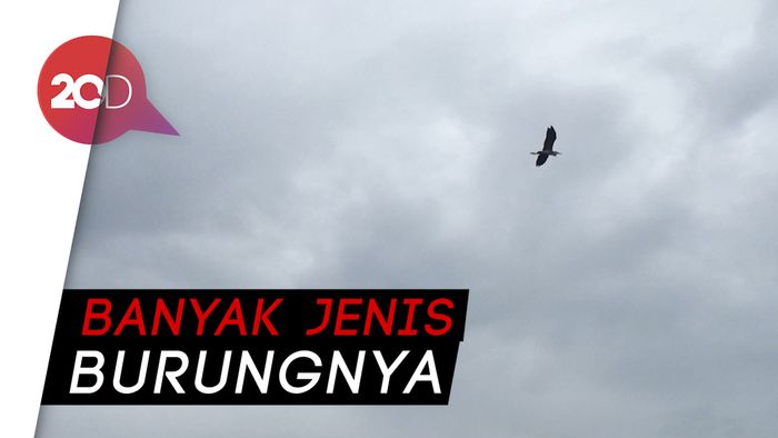 Keseruan Menghitung Burung Air di Hutan Lindung Angke Kapuk