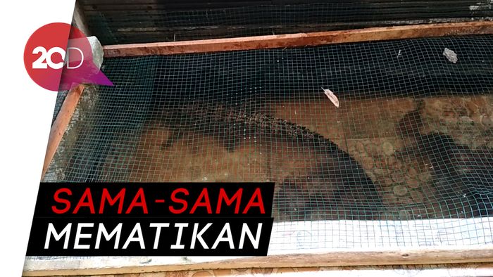 Pengguna Narkoba Keciduk, Buaya dan Ular Peliharaannya Diangkut