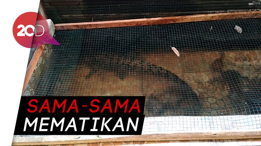 Pengguna Narkoba Keciduk, Buaya dan Ular Peliharaannya Diangkut