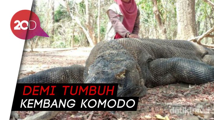 Dear Pelancong, Taman Nasional Komodo Akan Tutup Setahun