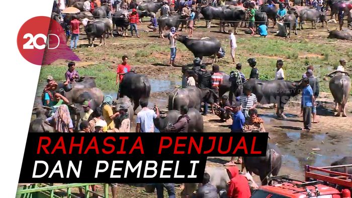 Bisik-bisik! Cara Menawar Untuk Membeli Kerbau di Toraja