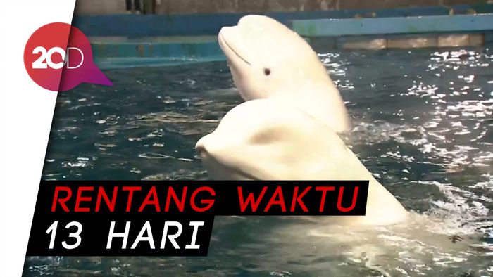 China Menyambut Lahirnya 3 Paus Putih yang Langka