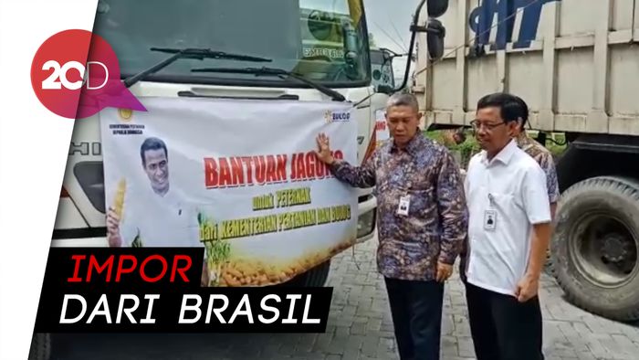 Pemerintah Distribusikan 100 Ribu Ton Jagung untuk Peternakan