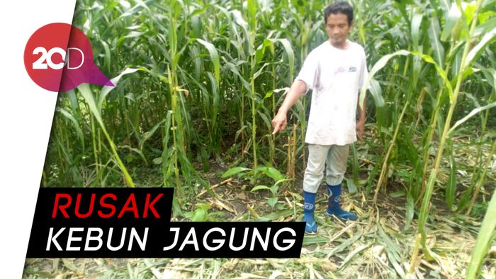 Serangan Babi Hutan Resahkan Petani di Ponorogo