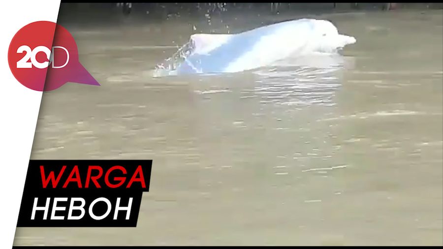Kejadian Langka! Lumba-lumba Putih Muncul di Sungai Labura Sumut