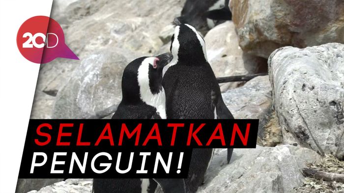 Penguin Terancam Punah, Afrika Selatan Buka Bank Sperma