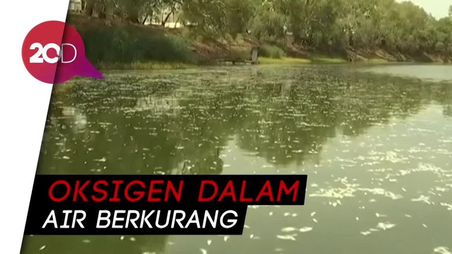 Cuaca Panas di Australia, Ribuan Ikan Mati
