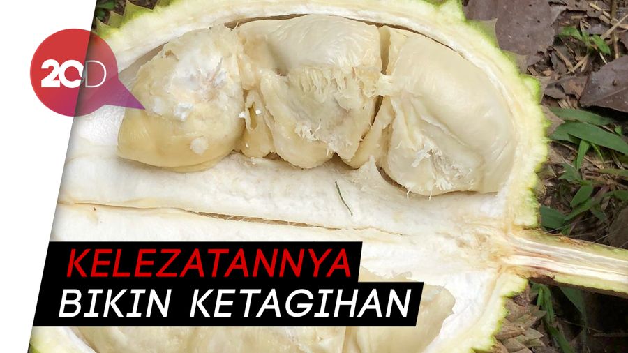 Sensasi Rasa Durian Madu Racun Bikin Ketagihan