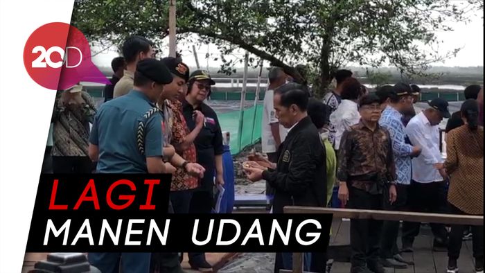 Jokowi Berdarah, Tangannya Kena Patil Udang