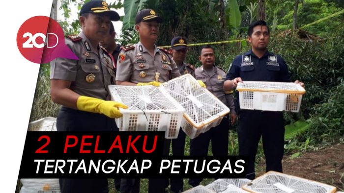 Penyelundupan 79 Kukang ke China Digagalkan