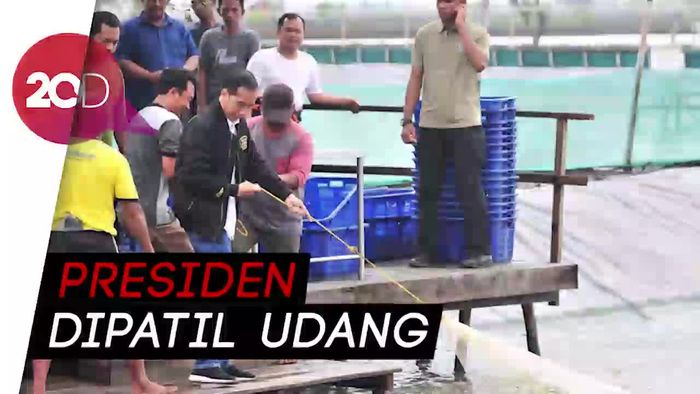 Ini Dia Jenis Udang yang Berani Patil Tangan Jokowi