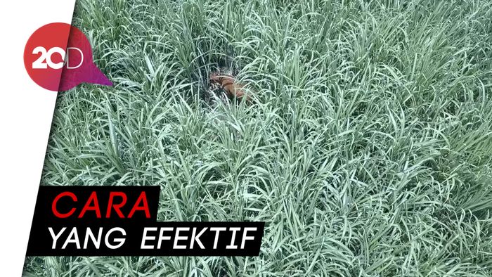 Canggih! Aksi Pencurian Sapi Digagalkan Drone