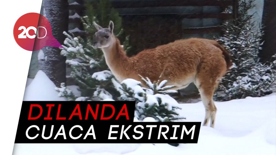 Di Tengah Badai, Penghuni Kebun Binatang Mascow Bermain Salju